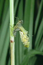 Black sympetrum dragonfly emerging from larval case {Sympetrum danae} Switzerland