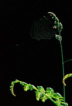 Spider + Spider web on grass head, Switzerland