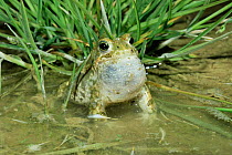 Natterjack toad male calling {Bufo calamita} Switzerland.