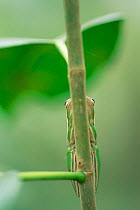 Green tree frog sleeping {Hyla cinerea} Sanibel Is, Florida, USA.