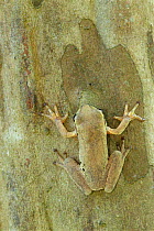 Mexican treefrog {Smilisca baudinii} camouflaged on tree bark, Texas, US