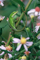 Green anole, juvenile {Anolis carolinensis} Texas, USA.