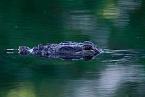 American alligator submerged {Alligator mississipiensis} Sanibel Is, Florida, USA.