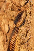 Texas rat snake {Elaphe obsoleta lindheimerii} Texas, USA.