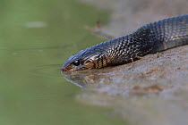 Texas indigo snake drinking {Drymarchon corais erebennus} Texas, USA.