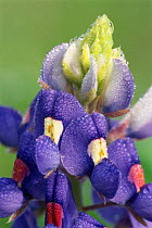 Texas bluebonnet flowers {Lupinus texensis} Texas, USA.