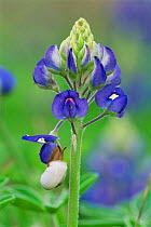 Snail on Texas bluebonnet flowers {Lupinus texensis} Texas, USA.