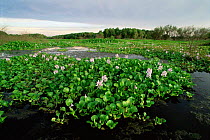 Water hyacinth covering lake {Eichhornia crassipes} Texas, USA.