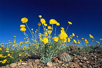 Desert marigold flowers {Baileya multiradiata} Big Bend NP. Texas, USA.