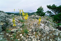 Yellow asphodel flowering on rocky ground {Asphodeline lutea} Samos, Greece.