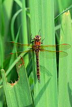 Hairy dragonfly female {Brachytron pratense} Norfolk, England.