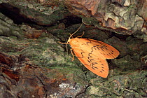 Rosy footman moth {Miltochrista miniata} England.