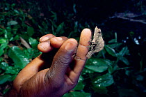 Dwarf forest chameleon on finger {Rhampholeon boulengeri} Odzala NP. Congo
