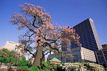 Paulownia tree flowering {Paulownia tomentosa} Philadelphia, PA, USA.