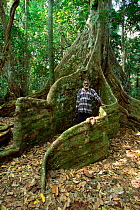 Buttress roots of Nakatambol tree, Vanuata, Micronesia {Dracontomelon vitiense}