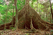 Buttress roots of Nakatambol tree, Vanuata, Micronesia {Dracontomelon vitiense}