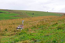Great bustard, Salisbury plain reintroduction programme, Wiltshire, 2004 {Otis tarda}
