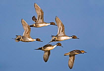 Flock of Pintail duck in flight {Anas acuta} Gloucestershire, UK