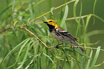 Black throated green warbler, male {Dendroica virens} Texas, USA.
