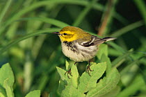 Black throated green warbler, female {Dendroica virens} Texas, USA.
