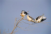 Juvenile White tailed kites {Elanus leucurus} Texas, USA.