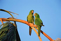 Green parakeet pair {Aratinga holochlora} Texas, USA.