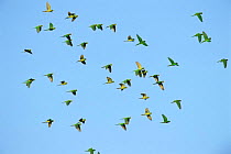 Flock of Green parakeets flying {Aratinga holochlora} Texas, USA