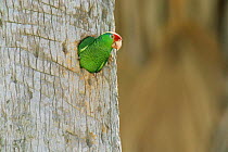 Green cheeked / Red crowned amazon parrot at nest hole, Texas, USA.
