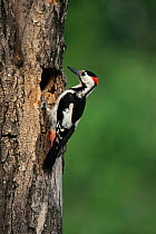 Syrian woodpecker, male at nest hole {Dendrocopos syriacus} Austria.