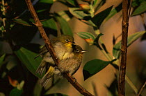 Pair of Japanese white-eyes {Zosterops japonica} Hawaii, USA