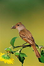 Brown crested flycatcher {Myiarchus tyrannulus} with insect prey, Texas, USA.