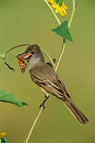 Brown crested flycatcher {Myiarchus tyrannulus} with butterfly prey, Texas, USA.