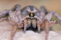 Wolf spider portrait {Geolycosa sp} Texas, USA.