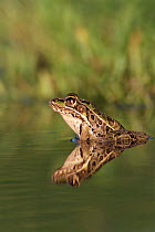 Southern leopard frog {Rana sphaenocephala / utricularia} Texas, USA.