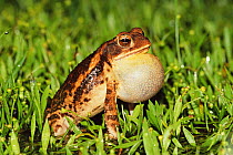 Gulf coast toad, male calling {Bufo valliceps} Texas, USA.