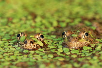 RF- Rio Grande leopard frog (Rana berlandieri) pair in duckweed. Texas, USA. (This image may be licensed either as rights managed or royalty free.)