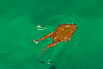 Sheep frog swimming {Hypopachus variolosus} Texas, USA.