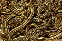 Mass of juvenile Gulf coast ribbon snakes {Thamnophis proximus orarius} Texas, USA