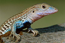 Texas spotted whiptail lizard, male {Cnemidophorus gularis gularis} Texas, USA.
