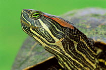 Red eared turtle / slider portrait {Pseudemys scripta elegans} Texas, USA.