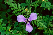 Herbertia flower {Herbetia lahue} Texas, USA.