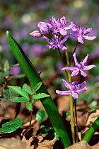 Alpine squill lily {Scilla bifolia} Switzerland.