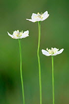Grass of Parnassus flowers {Parnassia palustris} Switzerland.