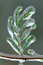 RF- Huisache plant leaf frozen with ice after rain. Texas, USA. (This image may be licensed either as rights managed or royalty free.)