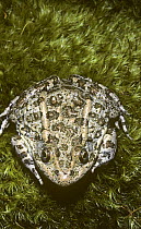Dusky gopher frog (Rana capito sevosa) Florida, USA