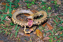 Eastern hog nosed snake feigning death {Heterodon platyrhinos} Florida, USA.