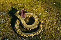 Eastern hog nosed snake feigning death (Heterodon platyrhinos) Florida, USA