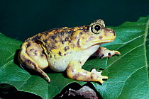 Eastern spadefoot toad {Scaphiophus holbrooki} Florida, USA.
