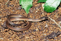 Rough earth snake {Virginia / Haldea striatula} Florida, USA.