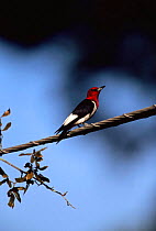Red capped cardinal {Paroaria gularis} South America